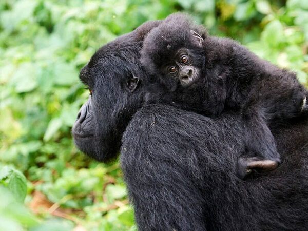 Vida selvagem sofre declínio de 73% em 50 anos, revela WWF