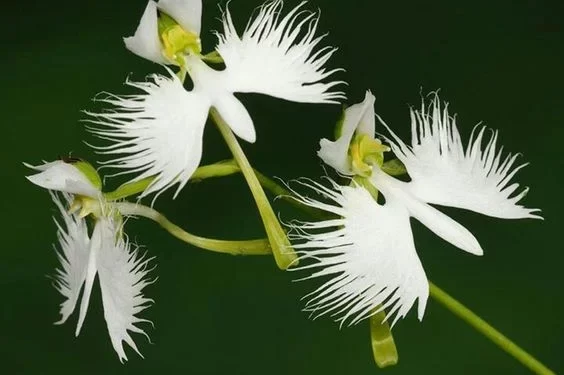 Orquídea rara sobrevive em áreas de pradaria