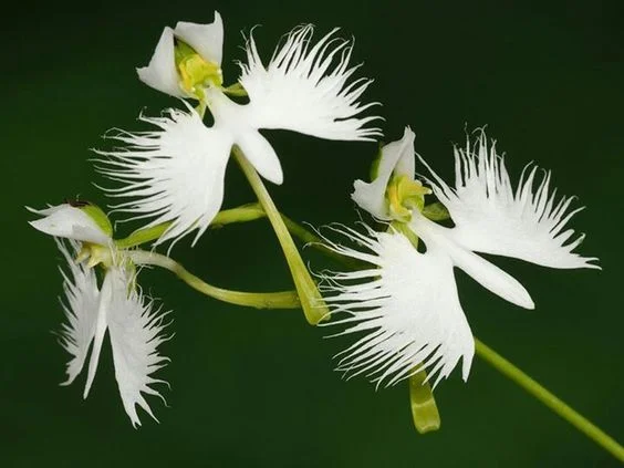 Orquídea rara sobrevive em áreas de pradaria