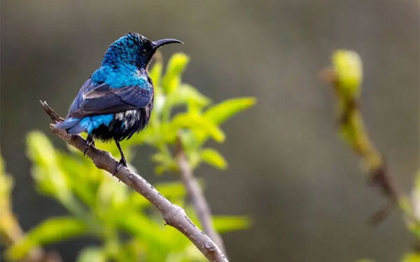 Extinção de 1.300 aves em 200 anos causará elevados danos no ecossistema