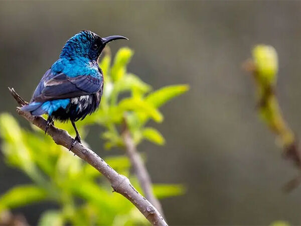 Extinção de 1.300 aves em 200 anos causará elevados danos no ecossistema