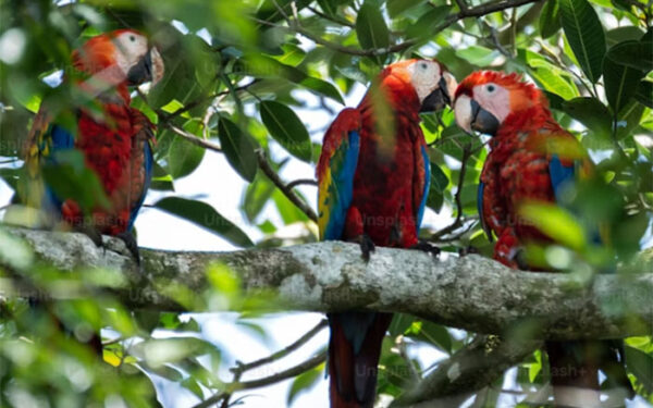 Brasil detém 25% das áreas florestais do planeta com potencial de restauração natural