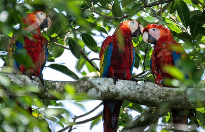 Brasil detém 25% das áreas florestais do planeta com potencial de restauração natural