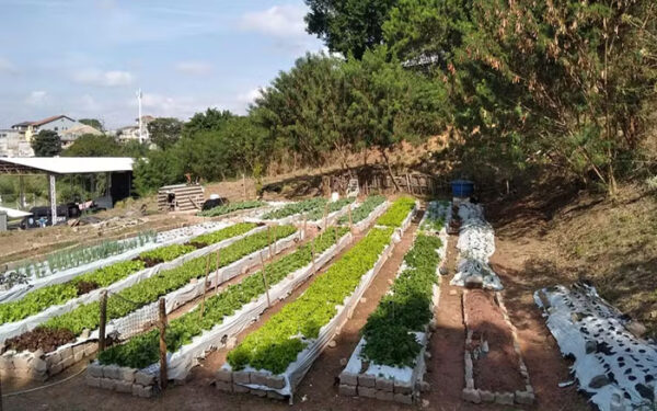 O que se planta se colhe: os múltiplos benefícios da agricultura urbana e periurbana para cidades e pessoas