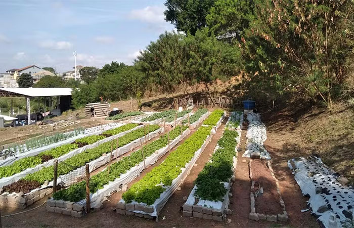 O que se planta se colhe: os múltiplos benefícios da agricultura urbana e periurbana para cidades e pessoas