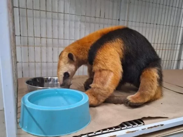 Animais vítimas de incêndios são devolvidos à natureza em SP