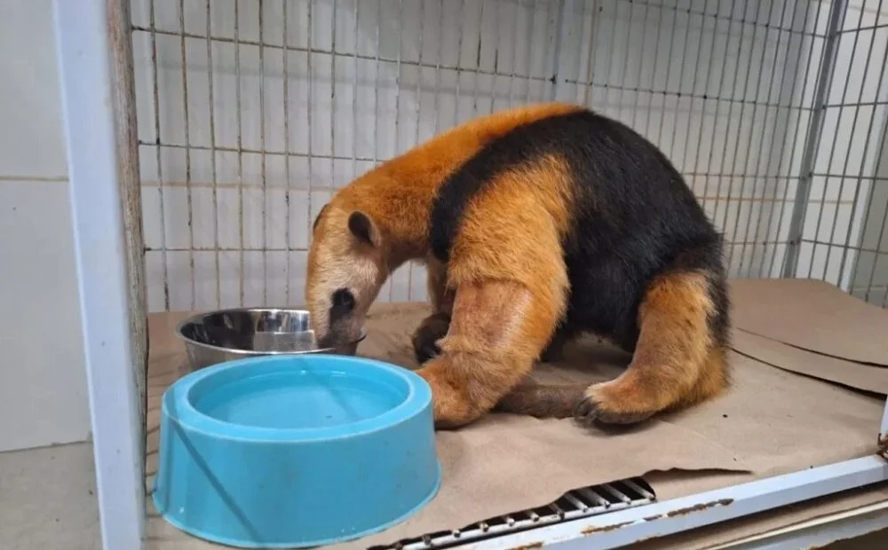 Animais vítimas de incêndios são devolvidos à natureza em SP