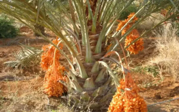 Emirados Árabes trabalha para produzir tâmaras no Nordeste