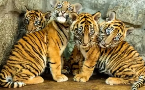 Quatro tigres nascem de uma vez e zoo comemora