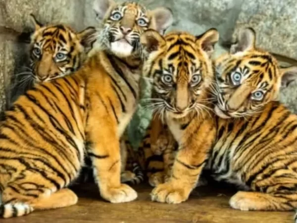 Quatro tigres nascem de uma vez e zoo comemora