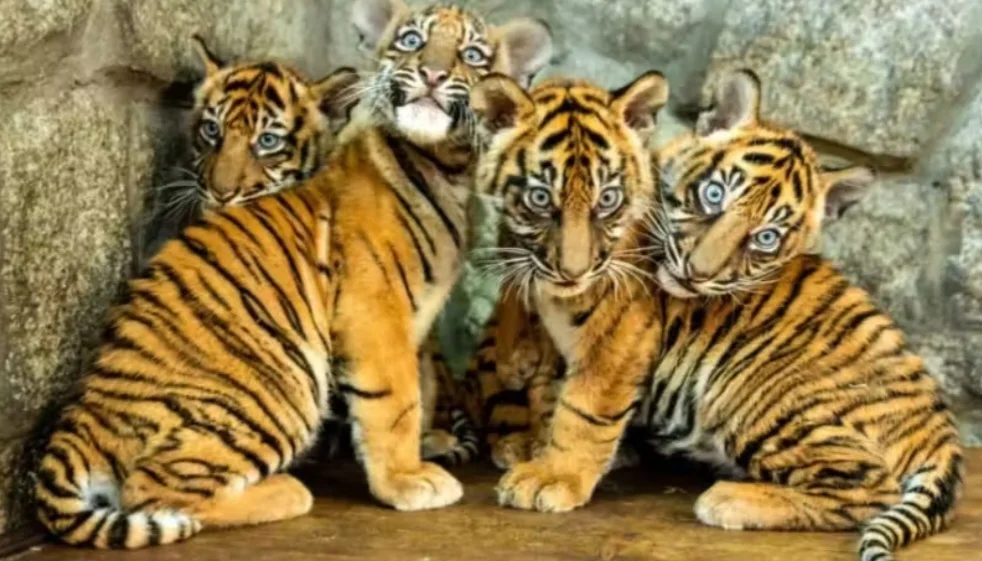 Quatro tigres nascem de uma vez e zoo comemora