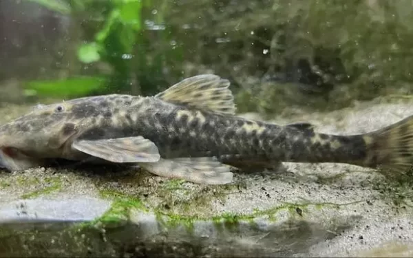 Pesquisadores descrevem duas novas espécies de peixes cascudo