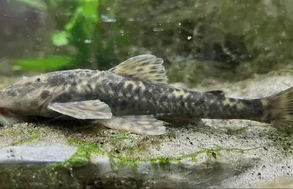 Pesquisadores descrevem duas novas espécies de peixes cascudo