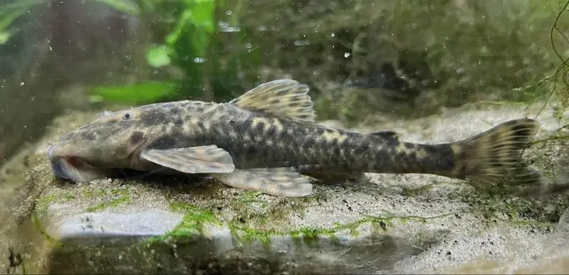 Pesquisadores descrevem duas novas espécies de peixes cascudo