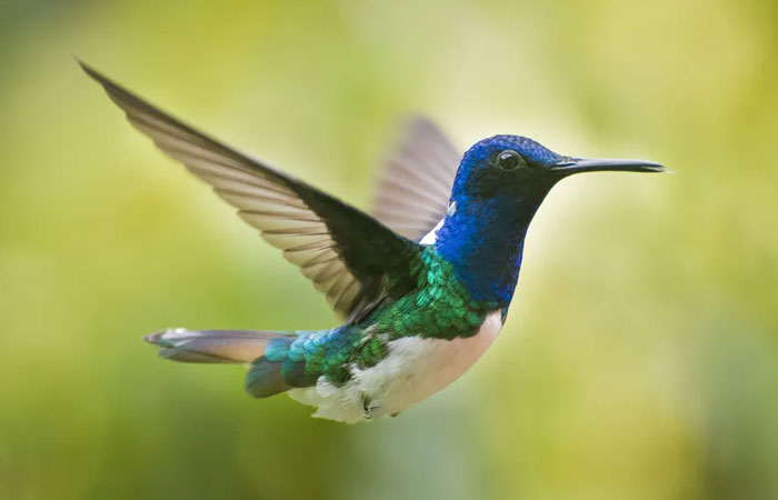 Beija-flores inspiram drones e avanços tecnológicos