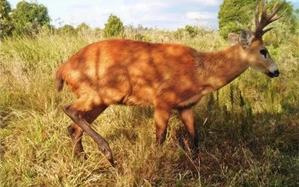 Animais silvestres: vítimas invisíveis da crise climática