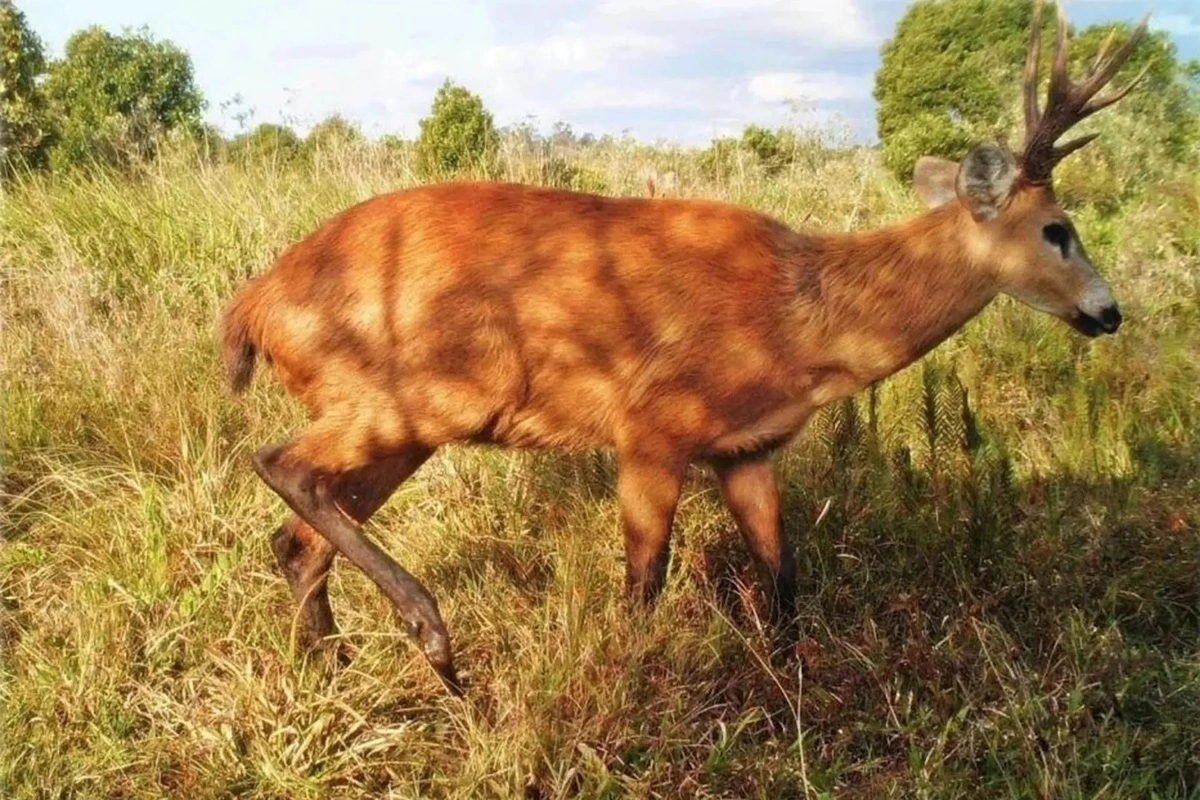 Animais silvestres: vítimas invisíveis da crise climática