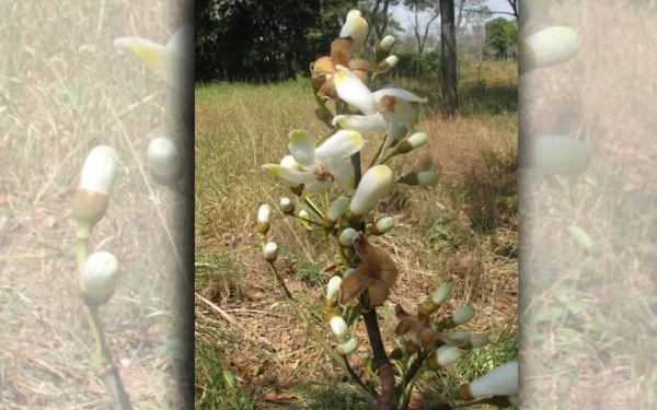 Cientistas descobrem nova espécie de árvore no Cerrado de MG