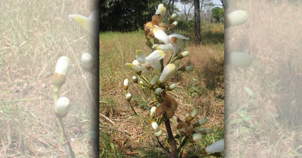 Cientistas descobrem nova espécie de árvore no Cerrado de MG