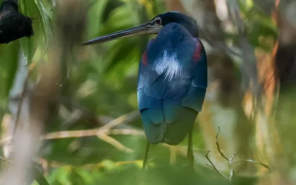 Avistamento inédito da garça-da-mata reforça importância do Parque Estadual do Utinga