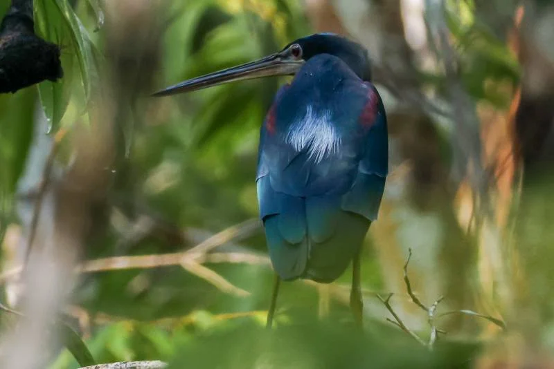 Avistamento inédito da garça-da-mata reforça importância do Parque Estadual do Utinga