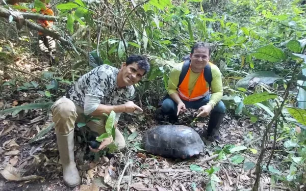 Jabuti de quase 30 quilos é encontrado em Parque do Tumucumaque no Amapá