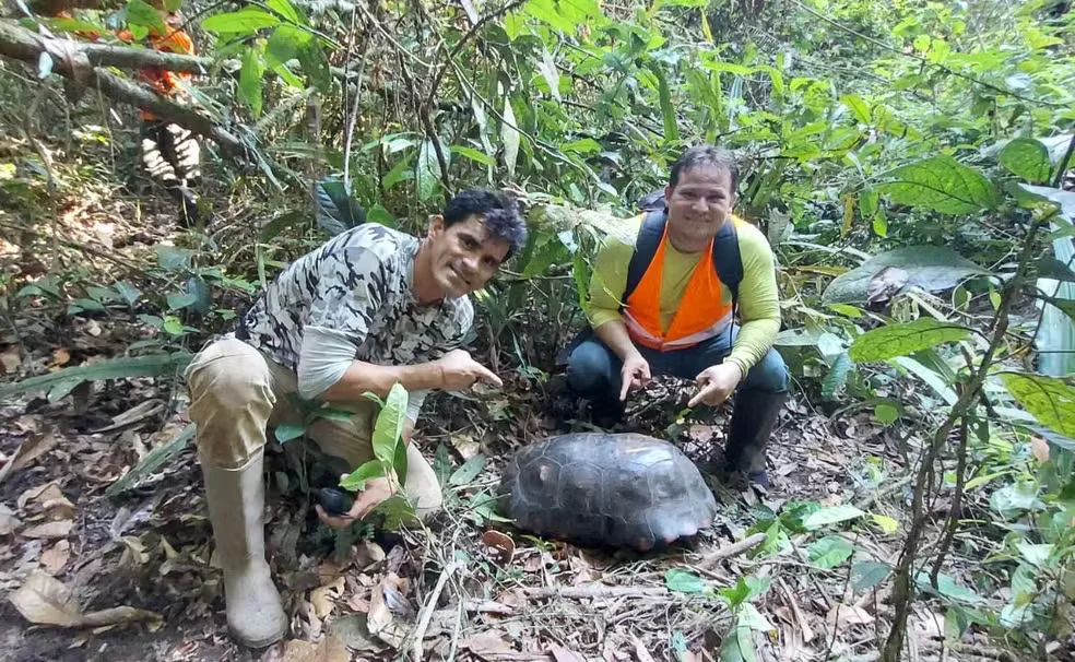 Jabuti de quase 30 quilos é encontrado em Parque do Tumucumaque no Amapá