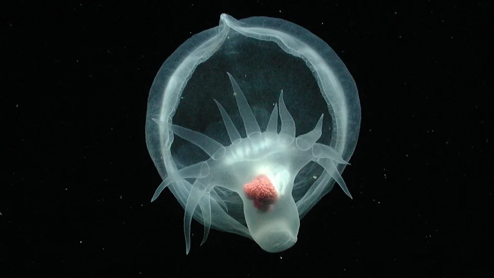 Cientistas descobrem lesma marinha brilhante no fundo do mar