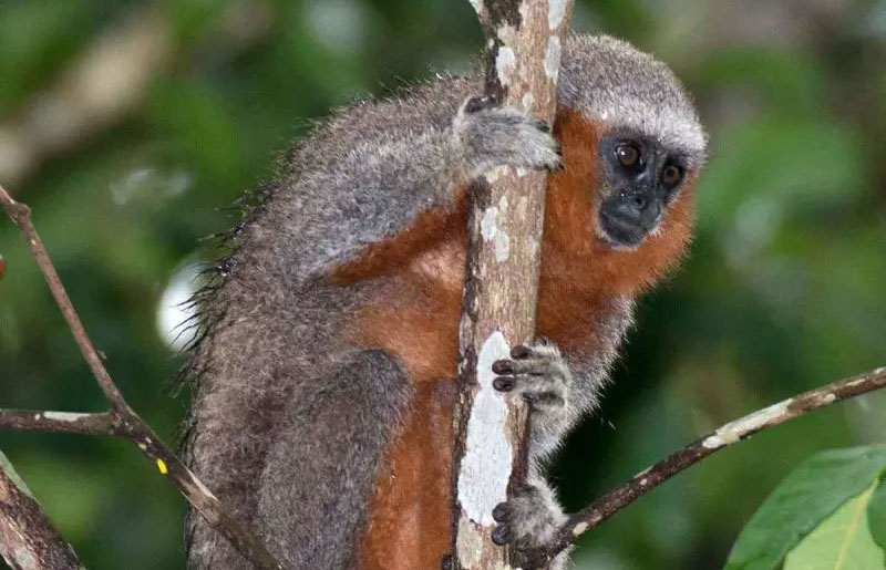 Nova e rara espécie descoberta no Brasil já está à beira da extinção