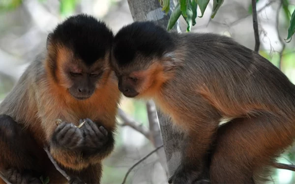 Laços sociais são fundamentais para macacos-prego aprenderem novas habilidades