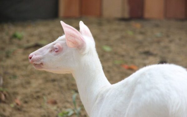 Flok, o  veado albino, passa a fazer parte do Zoobotânico de Brusque (SC)