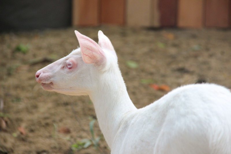 Flok, o  veado albino, passa a fazer parte do Zoobotânico de Brusque (SC)