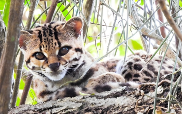 Felino raro e ameaçado de extinção é avistado no RJ