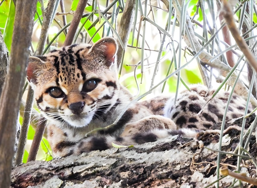 Felino raro e ameaçado de extinção é avistado no RJ