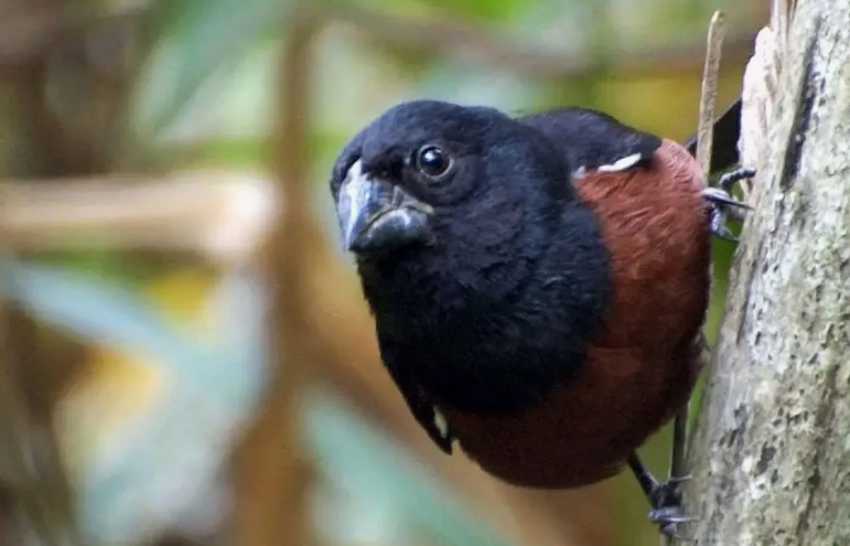 Quase metade das espécies de aves do mundo é comercializada