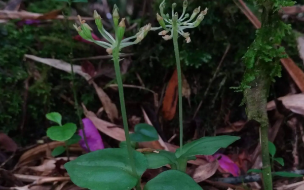 Mais de 70 anos depois, orquídea da Serra do Mar paranaense é finalmente identificada