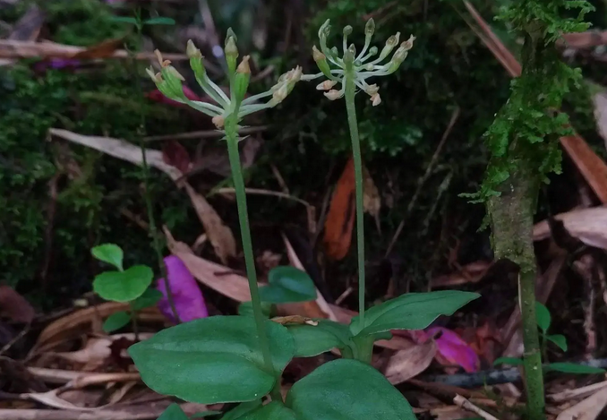 Mais de 70 anos depois, orquídea da Serra do Mar paranaense é finalmente identificada