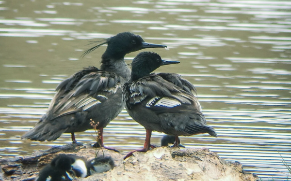 O misterioso declínio do pato-mergulhão no Tocantins