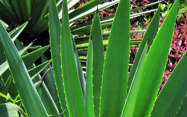 Alunos do interior da Bahia desenvolvem bioplástico feito com sisal