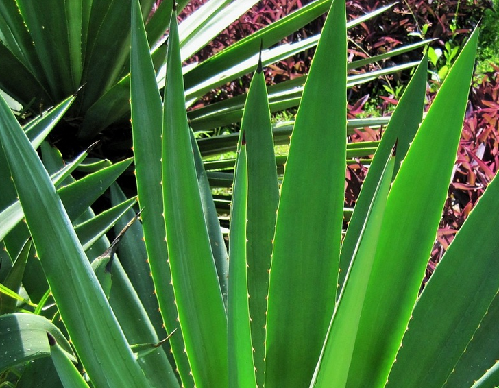 Alunos do interior da Bahia desenvolvem bioplástico feito com sisal