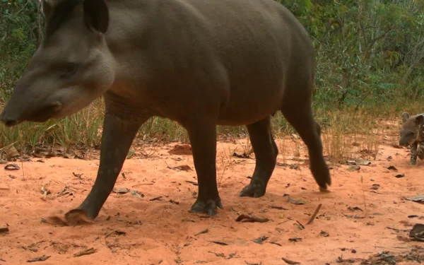 Falta de vegetação nativa afeta mamíferos em paisagens agrícolas no Cerrado