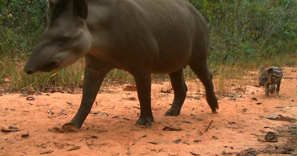 Falta de vegetação nativa afeta mamíferos em paisagens agrícolas no Cerrado