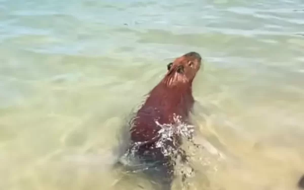 ‘Capivara praiana’ curte temporada de verão em Búzios e diverte turistas