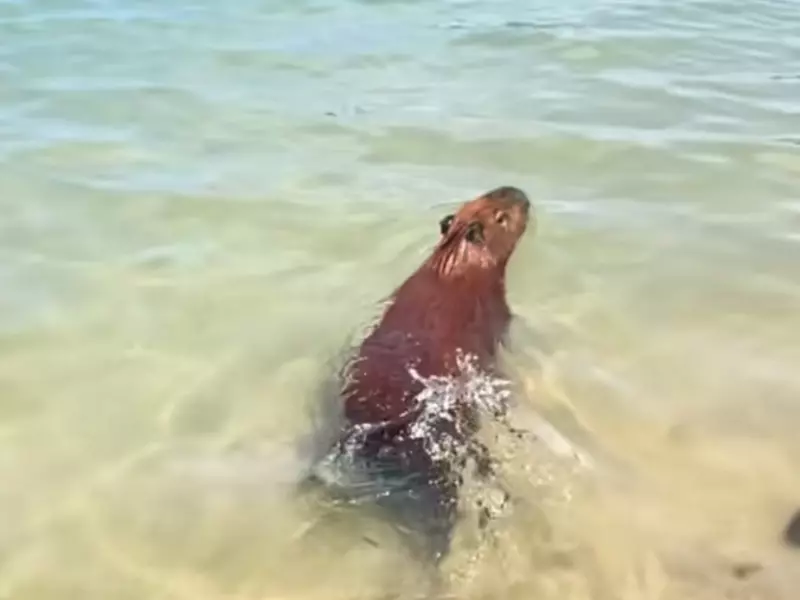 ‘Capivara praiana’ curte temporada de verão em Búzios e diverte turistas