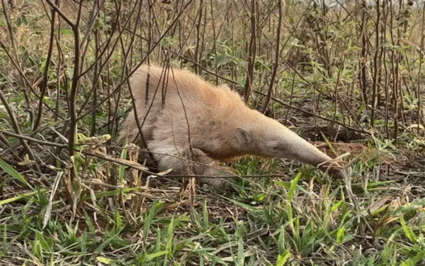 Entenda a condição genética que transforma animais albinos em raridades no Pantanal