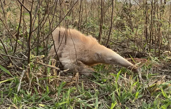 Entenda a condição genética que transforma animais albinos em raridades no Pantanal