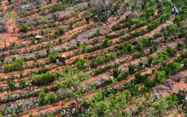 Meio ambiente: Agricultores transformaram um deserto em floresta