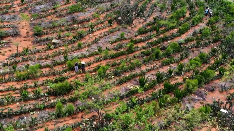 Meio ambiente: Agricultores transformaram um deserto em floresta