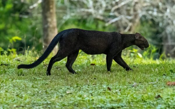 Jaguarundi: o esquivo felino que precisa ser estudado para alcançar sua conservação