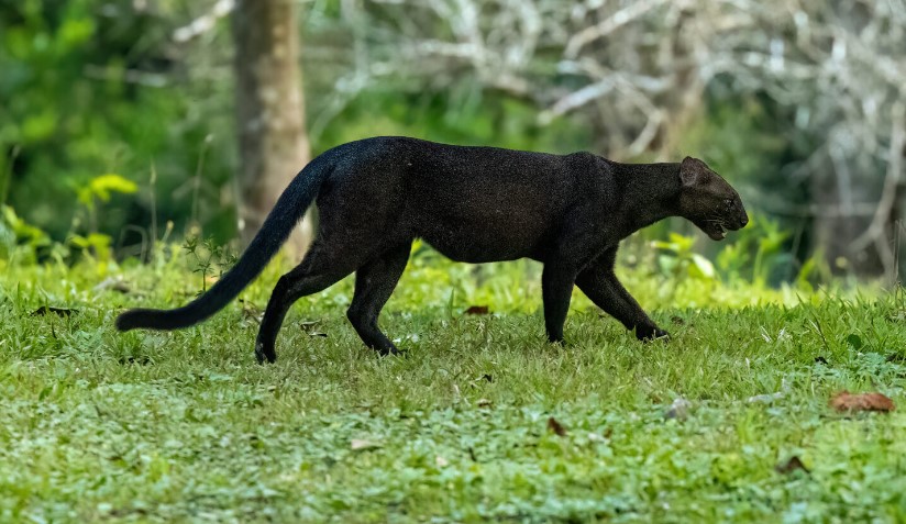 Jaguarundi: o esquivo felino que precisa ser estudado para alcançar sua conservação